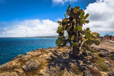 Galapagos Adaları - 24 Ağustos 2017: Endemik kaktüsler Plaza Sur Island, Galapagos Adaları, Ekvador