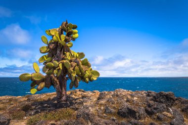 Galapagos Adaları - 24 Ağustos 2017: Endemik kaktüsler Plaza s
