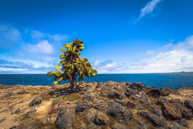 Galapagos Adaları - 24 Ağustos 2017: Endemik kaktüsler Plaza Sur Island, Galapagos Adaları, Ekvador