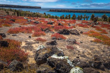 Galapagos Adaları - 24 Ağustos 2017: Endemik kaktüsler Plaza Sur Island, Galapagos Adaları, Ekvador