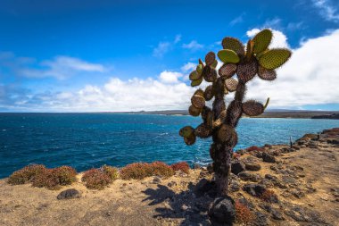 Galapagos Adaları - 24 Ağustos 2017: Endemik kaktüsler Plaza Sur Island, Galapagos Adaları, Ekvador