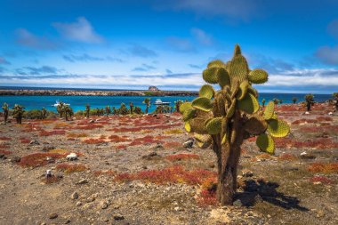 Galapagos Adaları - 24 Ağustos 2017: Endemik kaktüsler Plaza Sur Island, Galapagos Adaları, Ekvador