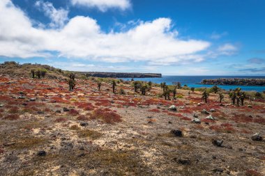Galapagos Adaları - 24 Ağustos 2017: Endemik kaktüsler Plaza Sur Island, Galapagos Adaları, Ekvador
