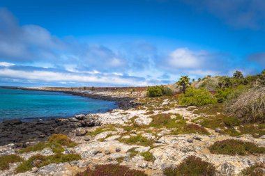 Galapagos Adaları - 24 Ağustos 2017: Endemik kaktüsler Plaza s