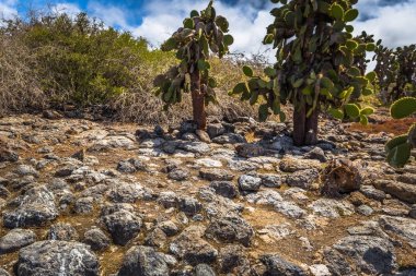 Galapagos Adaları - 24 Ağustos 2017: Arazi Iguanas Plaza sur ben