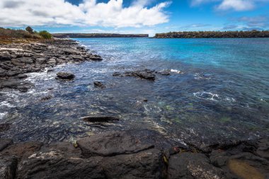 Galapagos Adaları - 24 Ağustos 2017: Yaban hayatı pl sahil