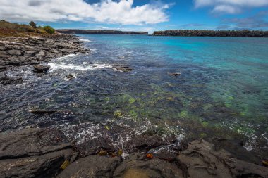 Galapagos Adaları - 24 Ağustos 2017: Yaban hayatı Plaza Sur sahil Adası, Galapagos Adaları, Ekvador