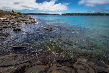 Galapagos Adaları - 24 Ağustos 2017: Yaban hayatı Plaza Sur sahil Adası, Galapagos Adaları, Ekvador