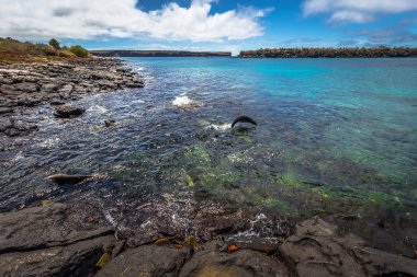 Galapagos Adaları - 24 Ağustos 2017: Yaban hayatı Plaza Sur sahil Adası, Galapagos Adaları, Ekvador