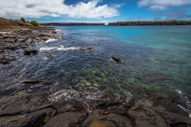 Galapagos Adaları - 24 Ağustos 2017: Yaban hayatı Plaza Sur sahil Adası, Galapagos Adaları, Ekvador