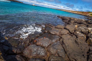 Galapagos Adaları - 24 Ağustos 2017: Yaban hayatı Plaza Sur sahil Adası, Galapagos Adaları, Ekvador