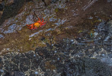 Galapagos Adaları - 24 Ağustos 2017: Sally Lightfoot yengeçler Puerto Ayora, Galapagos Adaları, Ekvador