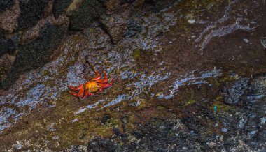 Galapagos Adaları - 24 Ağustos 2017: Sally Lightfoot yengeçler Puerto Ayora, Galapagos Adaları, Ekvador