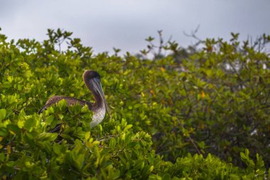 Galapagos Adaları - 24 Ağustos 2017: Pelican kuş Pu içinde dinlendirici