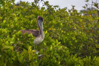 Galapagos Adaları - 24 Ağustos 2017: Pelican kuş Pu içinde dinlendirici
