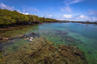 Galapagos Adaları - 25 Ağustos 2017: Concha Perla Lagoon Isabela Adası, Galapagos Adaları, Ekvador