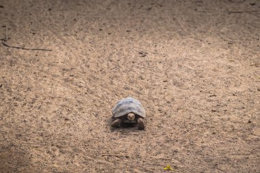 Galapagos Adaları - 25 Ağustos 2017: Dev kara kaplumbağa, kaplumbağa Islah Merkezi, Isabela Galapagos Adaları, Ekvador