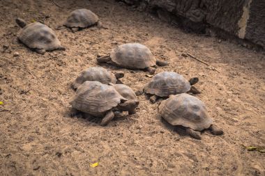 Galapagos Adaları - 25 Ağustos 2017: Dev kara kaplumbağa 