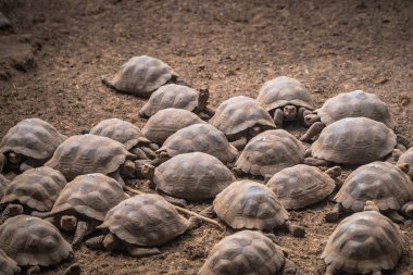 Galapagos Adaları - 25 Ağustos 2017: Dev kara kaplumbağa, kaplumbağa Islah Merkezi, Isabela Galapagos Adaları, Ekvador