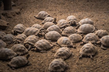 Galapagos Adaları - 25 Ağustos 2017: Dev kara kaplumbağa