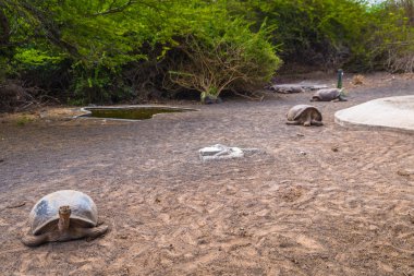 Galapagos Adaları - 25 Ağustos 2017: Dev kara kaplumbağa, kaplumbağa Islah Merkezi, Isabela Galapagos Adaları, Ekvador
