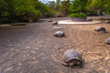 Galapagos Adaları - 25 Ağustos 2017: Dev kara kaplumbağa, kaplumbağa Islah Merkezi, Isabela Galapagos Adaları, Ekvador