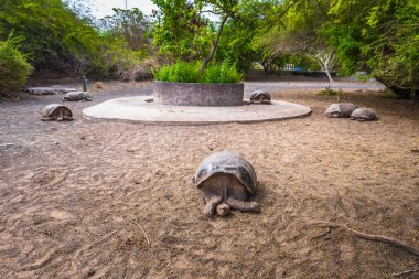 Galapagos Adaları - 25 Ağustos 2017: Dev kara kaplumbağa, kaplumbağa Islah Merkezi, Isabela Galapagos Adaları, Ekvador