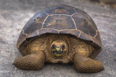 Galapagos Adaları - 25 Ağustos 2017: Dev kara kaplumbağa yolun içinde Isabela Galapagos Adaları, Ekvador