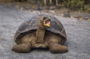 Galapagos Adaları - 25 Ağustos 2017: Dev kaplumbağa karada 