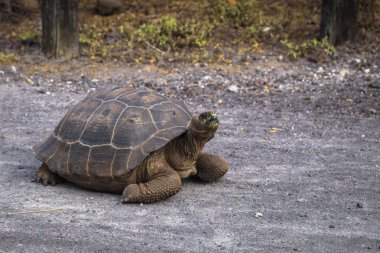 Galapagos Adaları - 25 Ağustos 2017: Dev kara kaplumbağa yolun içinde Isabela Galapagos Adaları, Ekvador