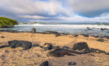Galapagos Adaları - 25 Ağustos 2017: Deniz Iguanas bir sahilde ben