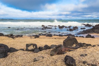 Galapagos Adaları - 25 Ağustos 2017: Deniz Iguanas Isabela Adası, Galapagos Adaları, Ekvador bir plajda