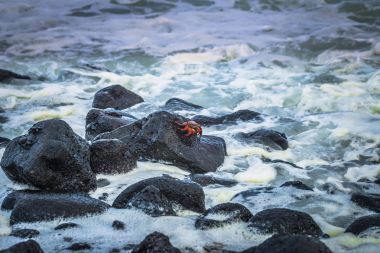 Galapagos Adaları - 25 Ağustos 2017: Kırmızı Sally Lightfoot yengeçler n