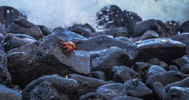 Galapagos Adaları - 25 Ağustos 2017: Kırmızı Sally Lightfoot yengeçler n