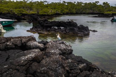 Galapagos Adaları - 26 Ağustos 2017: Mavi ayaklı Boobies lav tünelleri Isabela Adası, Galapagos Adaları, Ekvador