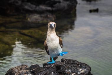 Galapagos Islands - August 26, 2017: Blue-footed Boobies at the  clipart