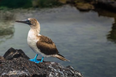 Galapagos Adaları - 26 Ağustos 2017: Mavi ayaklı Boobies, 