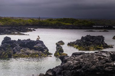 Galapagos Adaları - 26 Ağustos 2017: Peyzaj lav tünelleri Isabela Adası, Galapagos Adaları, Ekvador