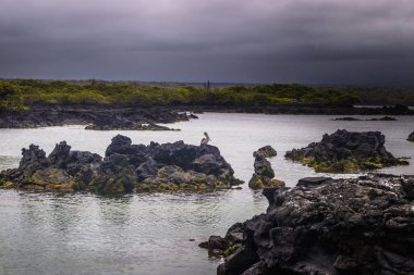 Galapagos Adaları - 26 Ağustos 2017: Peyzaj lav tünelleri Isabela Adası, Galapagos Adaları, Ekvador