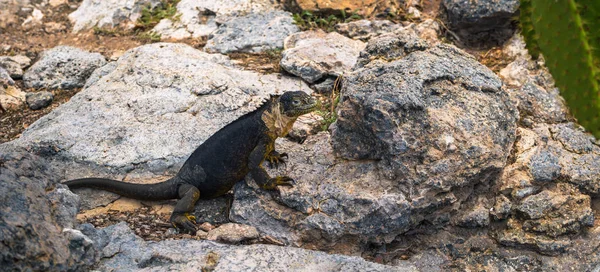 Galapagos Inseln August 2017 Endemischer Landleguan Plaza Sur Island Galapagos — Stockfoto