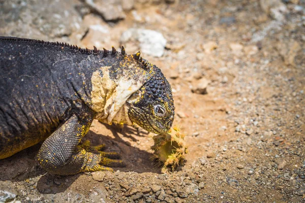 Galapagos Eilanden Augustus 2017 Endemisch Landleguaan Plaza Sur Eiland Galapagos — Stockfoto