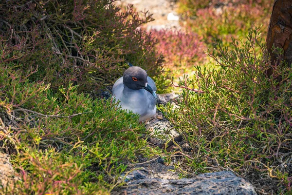 Galapagos Islands August 2017 Seagull Plaza Sur Island Galapagos Islands — Stock Photo, Image