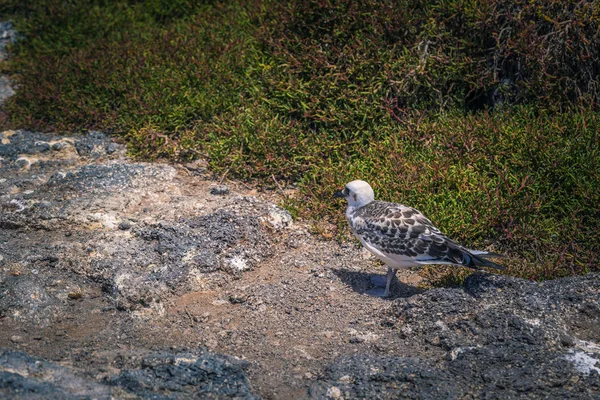 Islas Galápagos Agosto 2017 Gaviota Isla Plaza Sur Islas Galápagos — Foto de Stock