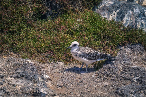 Islas Galápagos Agosto 2017 Gaviota Isla Plaza Sur Islas Galápagos — Foto de Stock