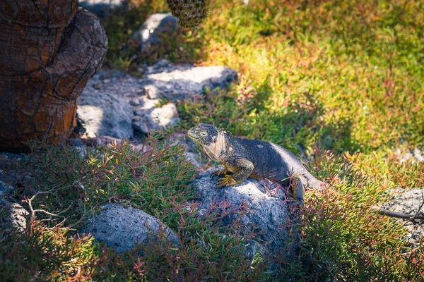 Galapagos Adaları - 24 Ağustos 2017: Endemik arazi Iguana Plaza Sur Island, Galapagos Adaları, Ekvador