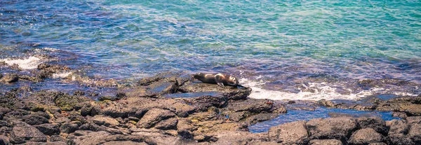 Islas Galápagos - 24 de agosto de 2017: Sealion en Isla Plaza Sur —  Fotos de Stock