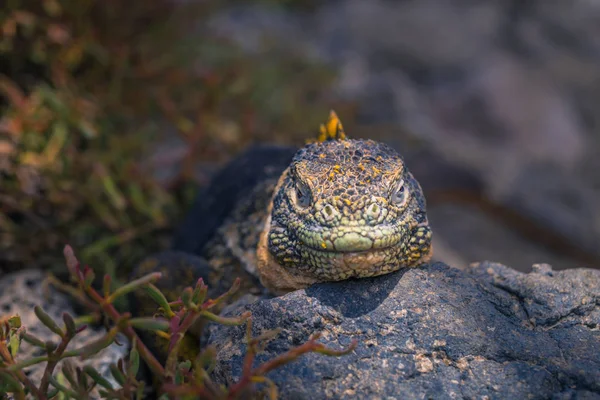 Galapágy Srpna 2017 Endemické Země Iguana Plaza Sur Ostrov Galapágy — Stock fotografie