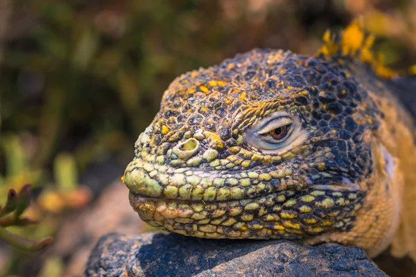 Galapagos Adaları - 24 Ağustos 2017: Endemik arazi Iguana Plaza Sur Island, Galapagos Adaları, Ekvador