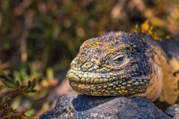 Galapagos Islands - August 24, 2017: Endemic Land Iguana in Plaz — Stock Photo, Image