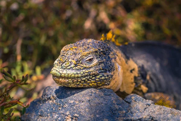 Galapagos Adaları - 24 Ağustos 2017: Endemik arazi Iguana Plaza Sur Island, Galapagos Adaları, Ekvador